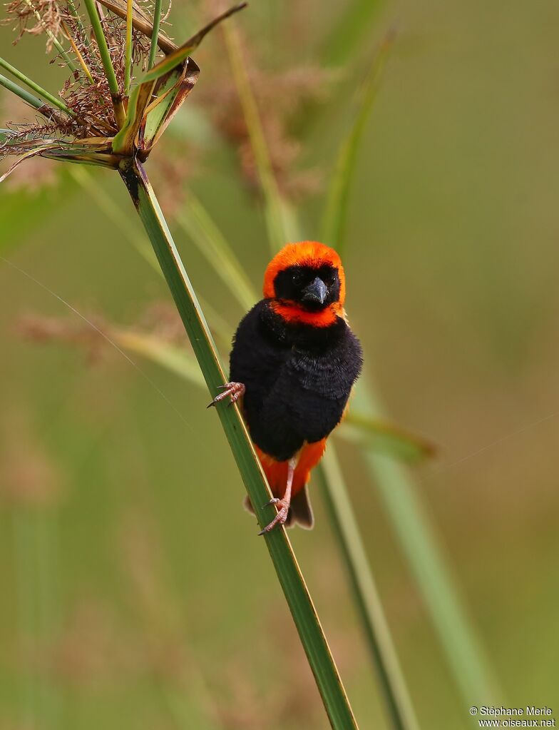 Southern Red Bishop male adult breeding