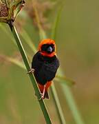 Southern Red Bishop