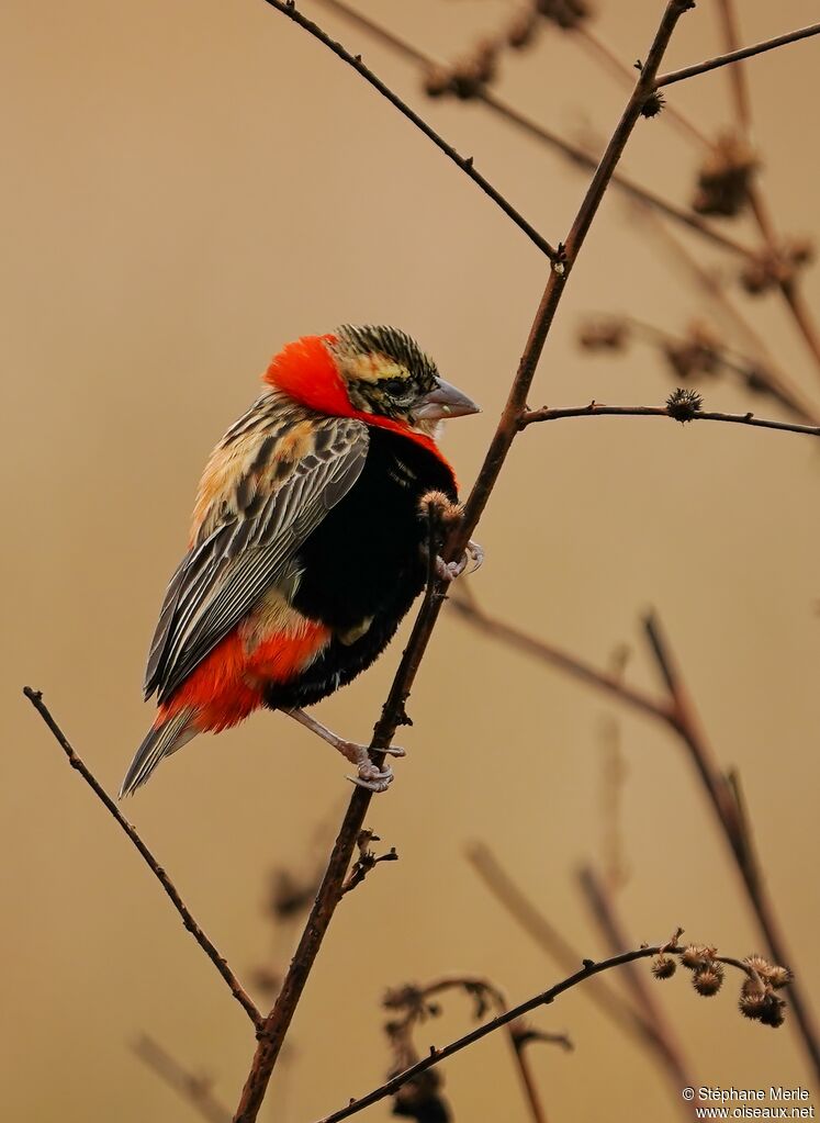 Southern Red Bishop