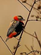 Southern Red Bishop