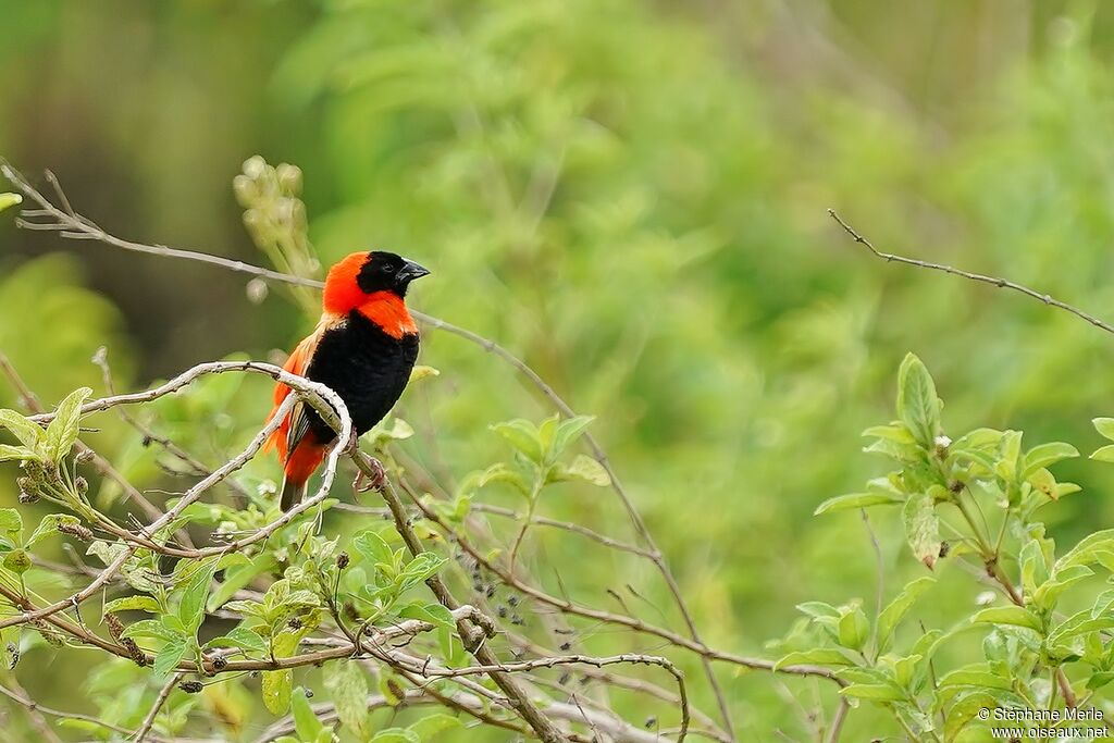 Southern Red Bishop male adult breeding