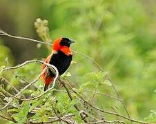 Southern Red Bishop