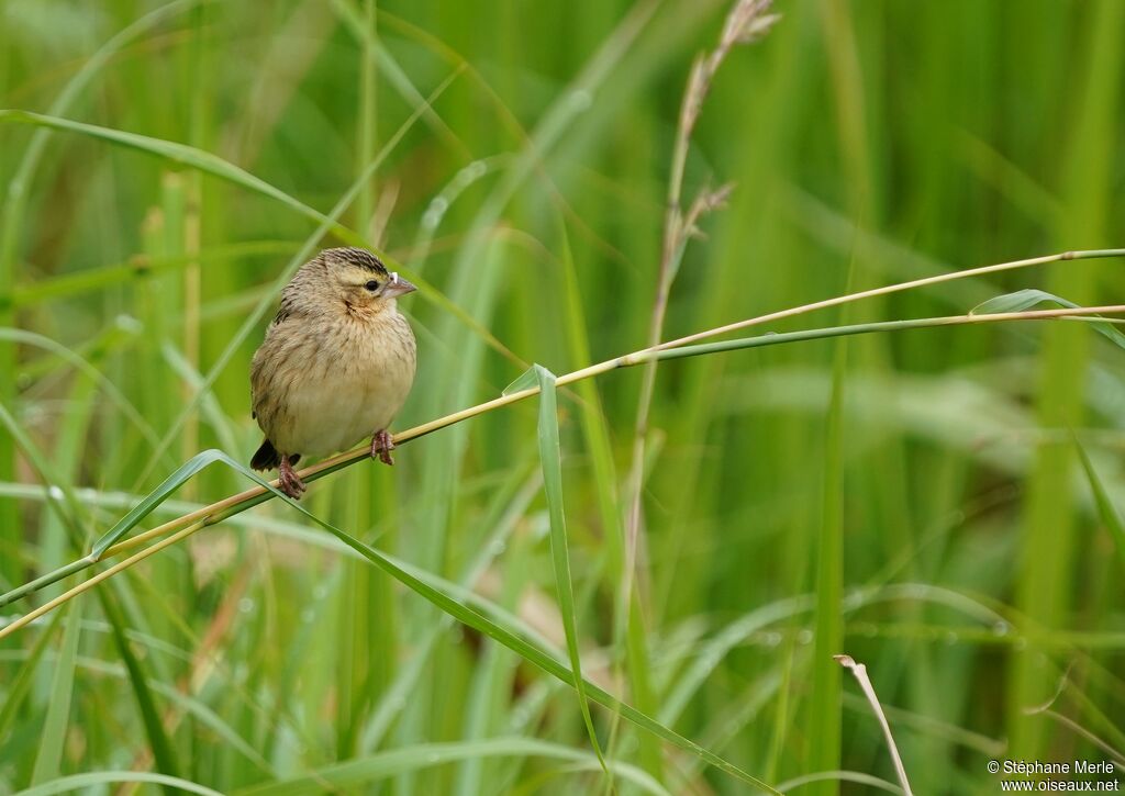 Red-collared Widowbird female