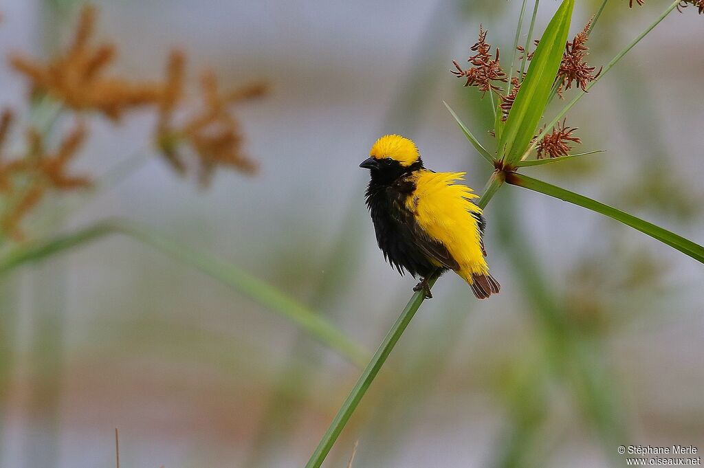 Yellow-crowned Bishop male adult breeding