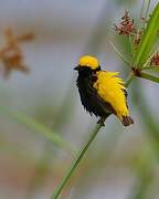 Yellow-crowned Bishop