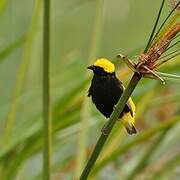 Yellow-crowned Bishop