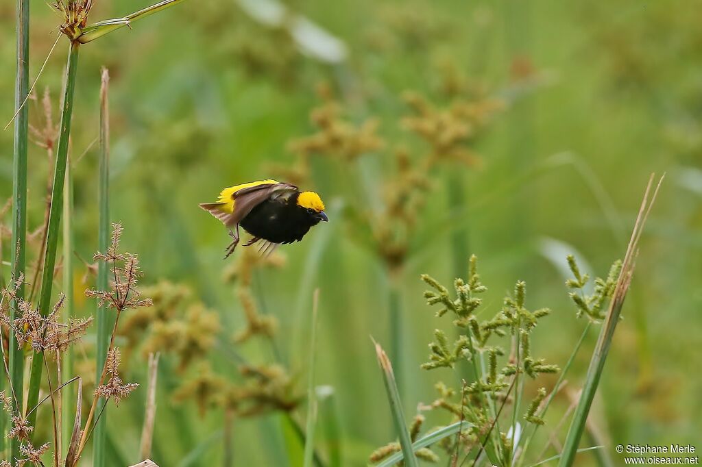 Yellow-crowned Bishop male adult