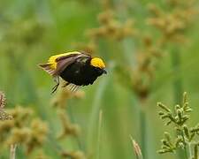 Yellow-crowned Bishop