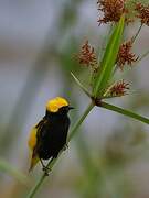 Yellow-crowned Bishop