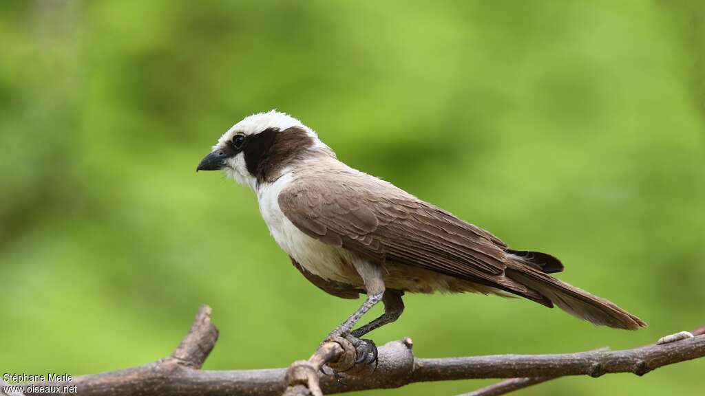 Southern White-crowned Shrikeadult, identification