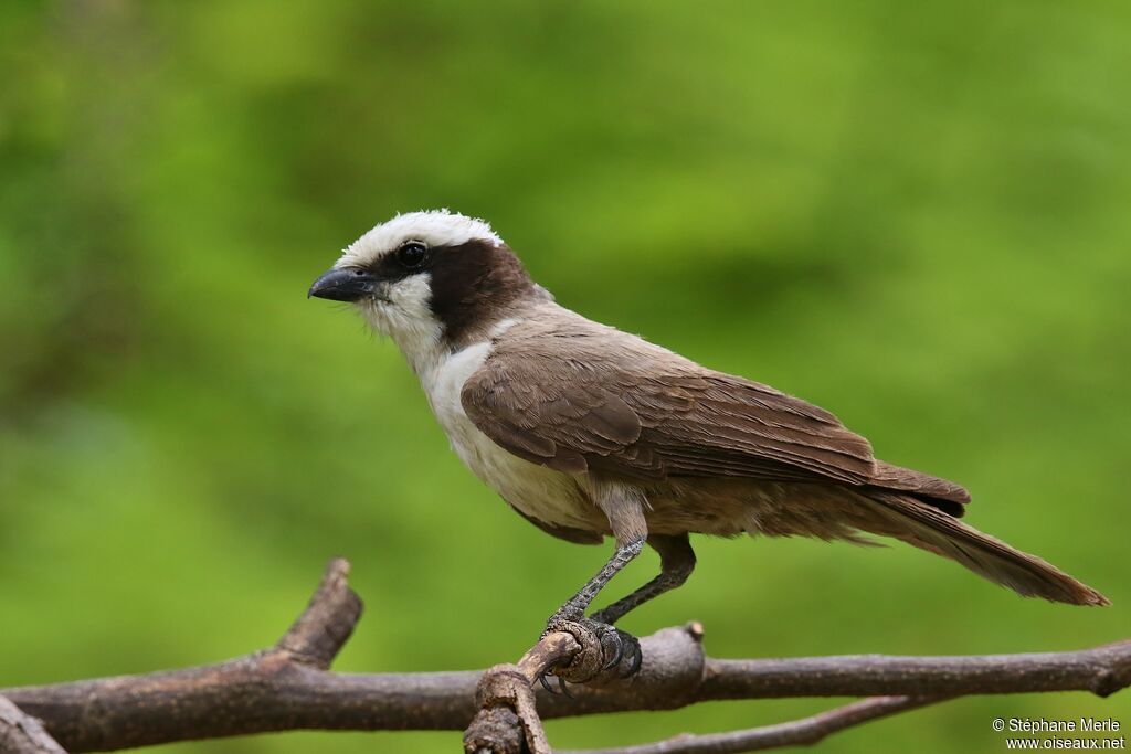 Southern White-crowned Shrike