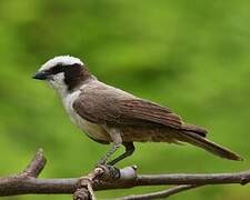 Southern White-crowned Shrike