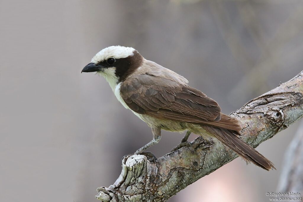 Southern White-crowned Shrikeadult