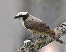 Southern White-crowned Shrike