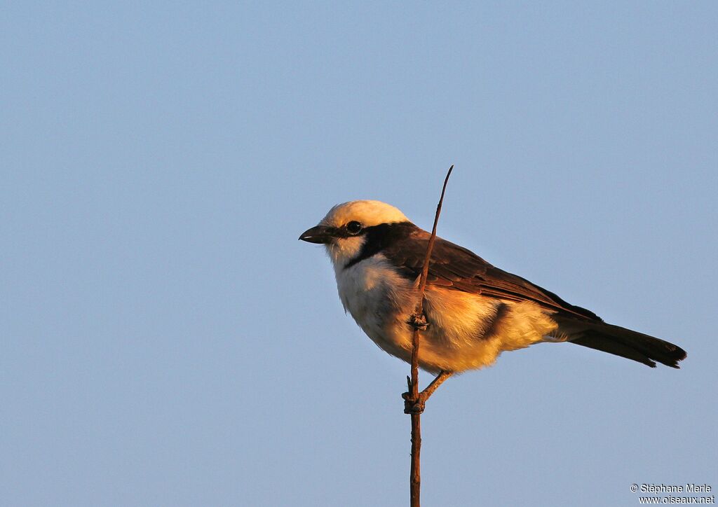 Northern White-crowned Shrikeadult