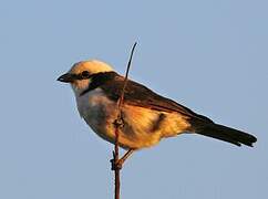 Northern White-crowned Shrike