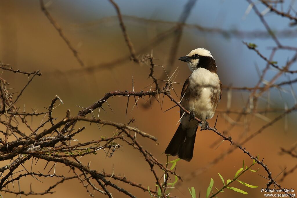 Northern White-crowned Shrikeadult