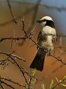 Northern White-crowned Shrike