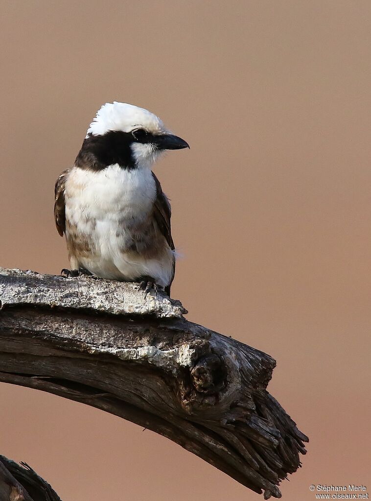 Northern White-crowned Shrikeadult