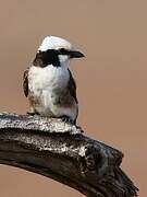 Northern White-crowned Shrike