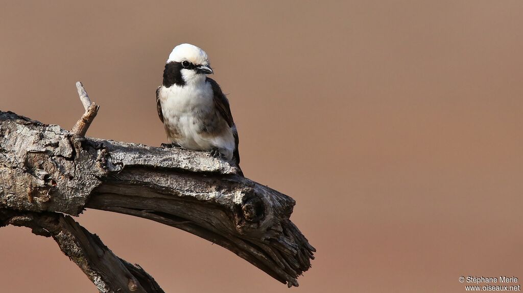 Northern White-crowned Shrikeadult