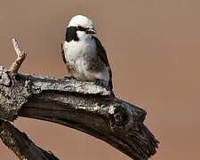 Northern White-crowned Shrike