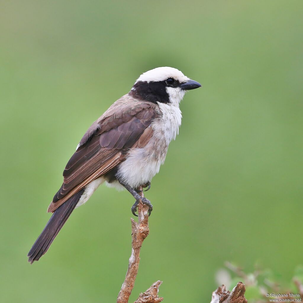 Northern White-crowned Shrikeadult