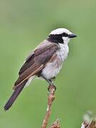 Northern White-crowned Shrike