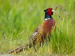 Common Pheasant