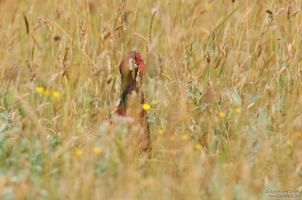 Common Pheasant