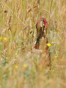 Common Pheasant