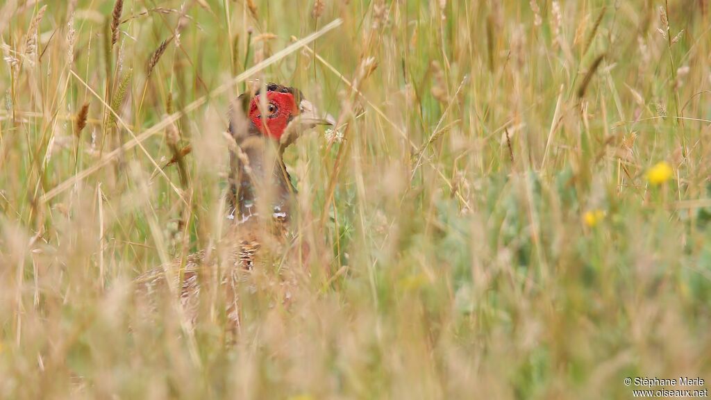 Common Pheasant