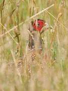 Common Pheasant