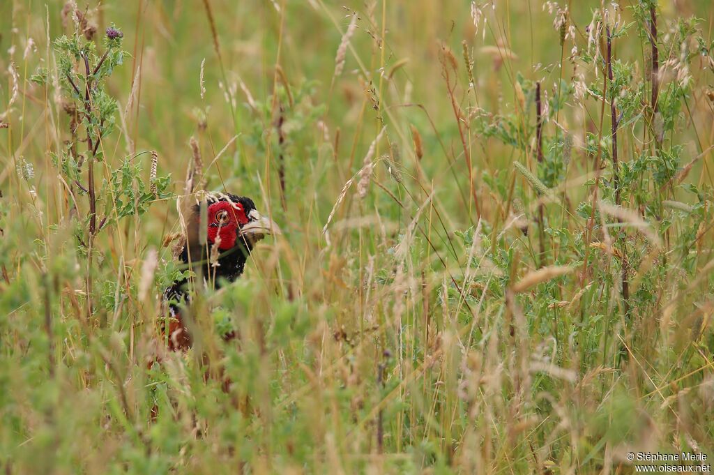 Common Pheasant