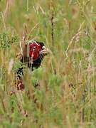 Common Pheasant