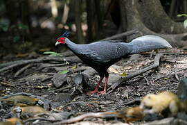 Kalij Pheasant