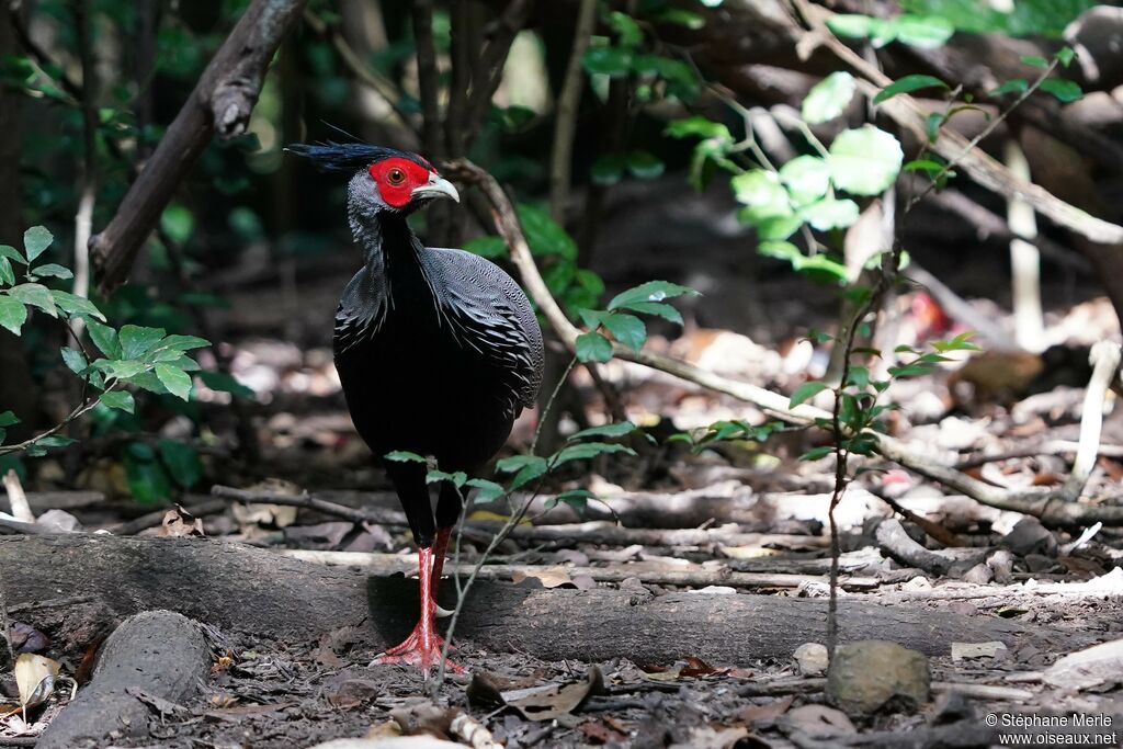 Kalij Pheasant male adult