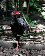 Kalij Pheasant