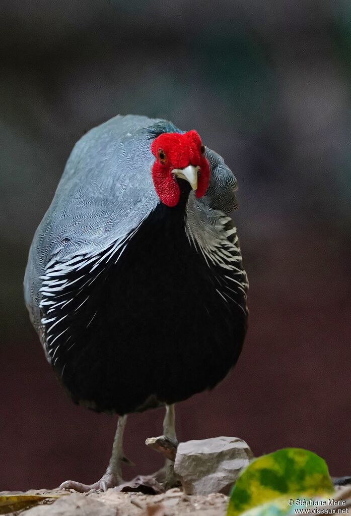 Kalij Pheasant male adult