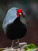 Kalij Pheasant