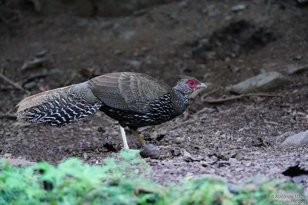 Kalij Pheasant female adult