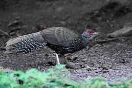 Kalij Pheasant