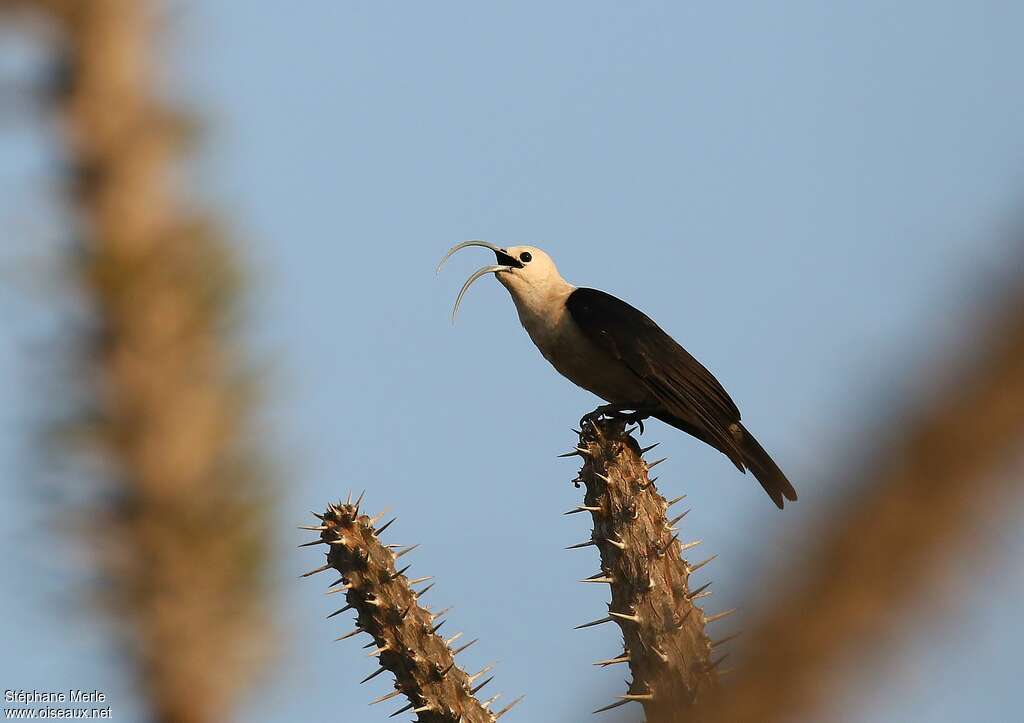 Sickle-billed Vangaadult, song