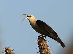 Sickle-billed Vanga