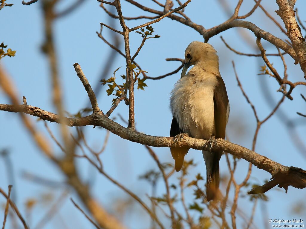 Sickle-billed Vangaadult