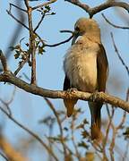 Sickle-billed Vanga