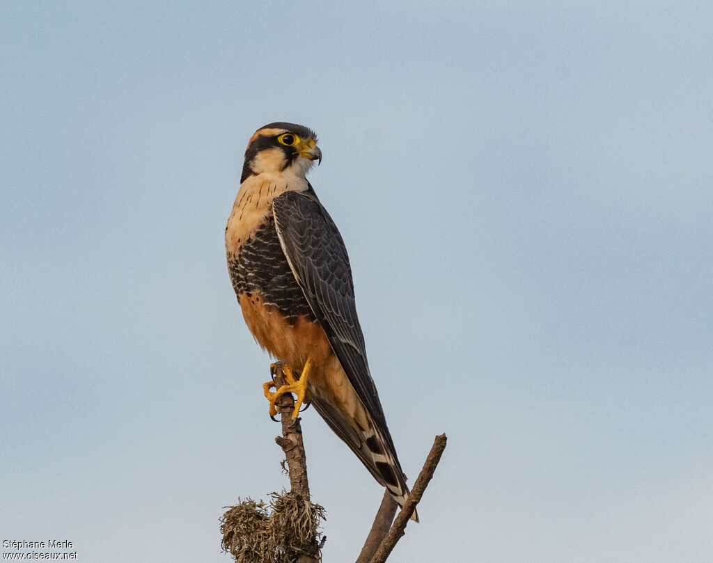 Aplomado Falconadult, identification