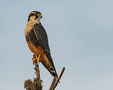 Aplomado Falcon