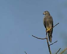 Grey Kestrel