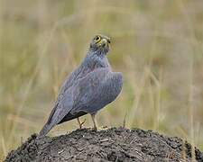 Grey Kestrel